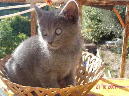 la soeur jumelle a ma chatte