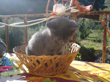 la première foi que j'ai vu ma chatte